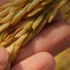 Hand holding a stem of rice