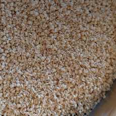 Crushed millet on a sieve screen