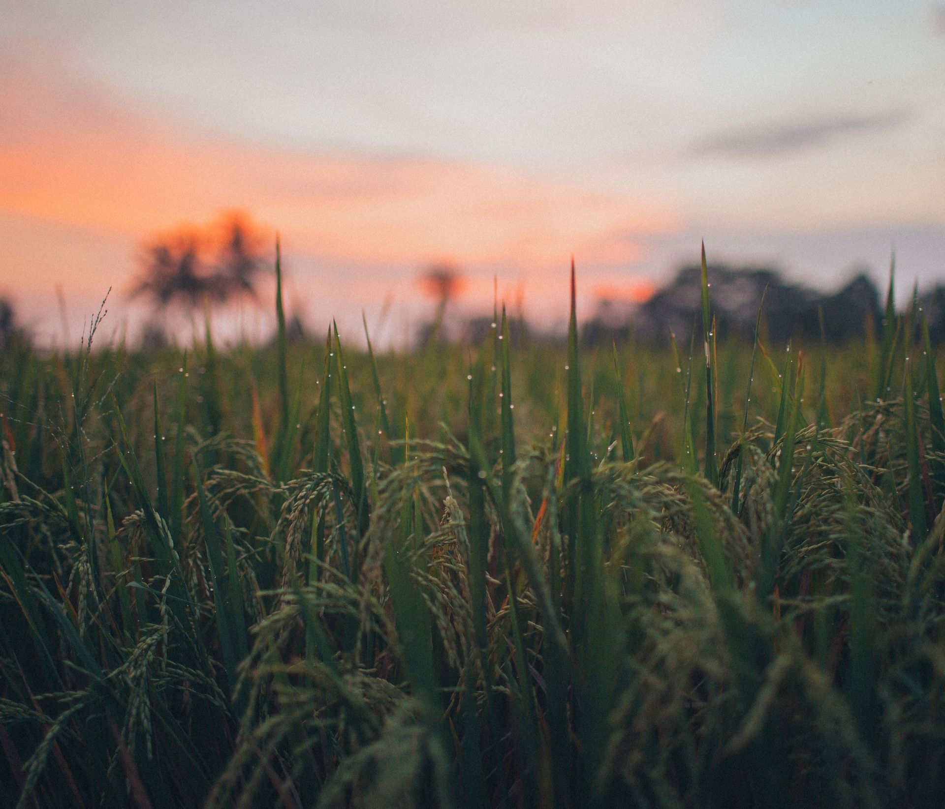 a rice field close up